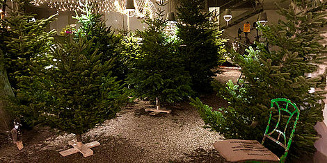 Christbaumverkauf in der VinziRast