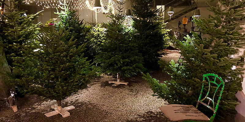 Christbaumverkauf in der VinziRast