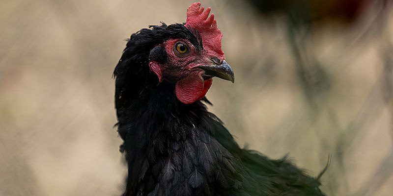 Glückliches Huhn in der VinziRast am Land